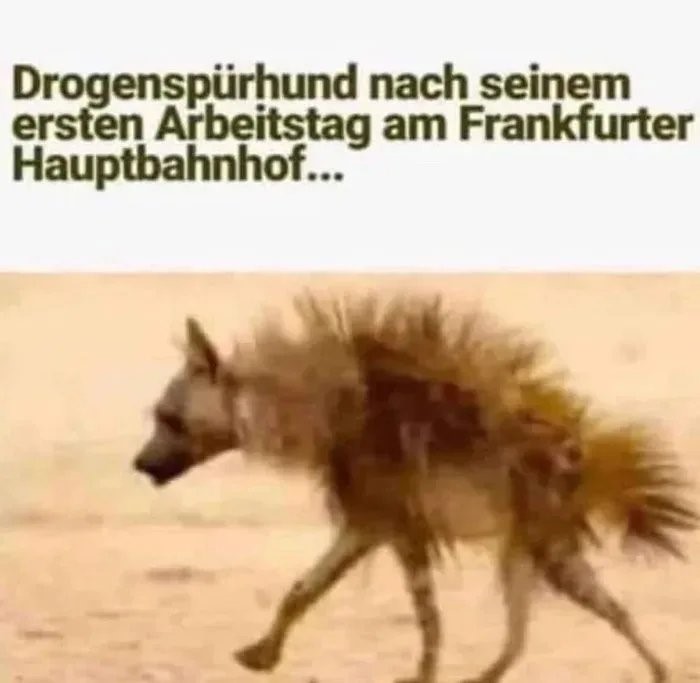 Drogenspürhund nach seinem ersten Arbeitstag am Frankfurter Hauptbahnhof... | Deutsche Memes und lustige Bilder